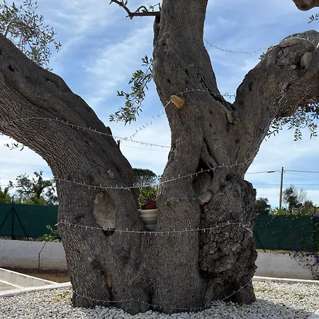 Dimora Del Gufo